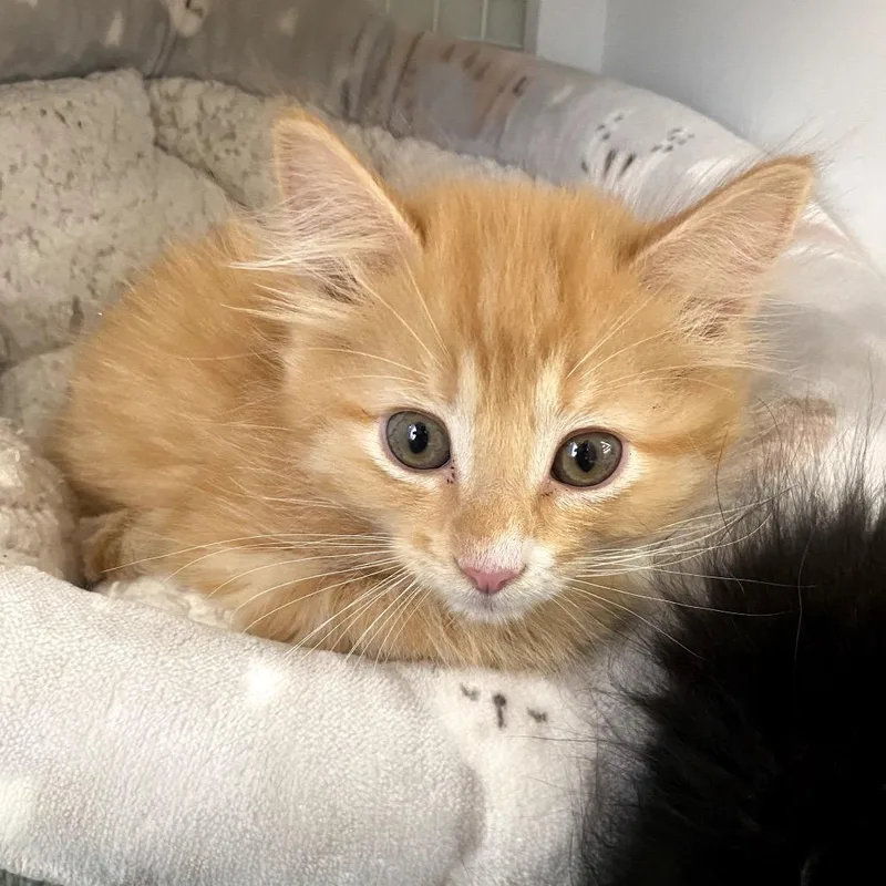 A baby small-sized male Orange / Red Domestic Short Hair cat named Sunshine for adoption in Kyle, TX