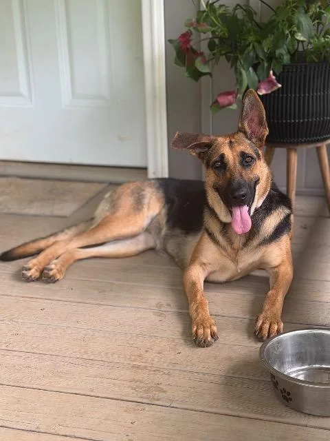 A young medium-sized female German Shepherd Dog dog named FtA Ada for adoption in Newnan, GA