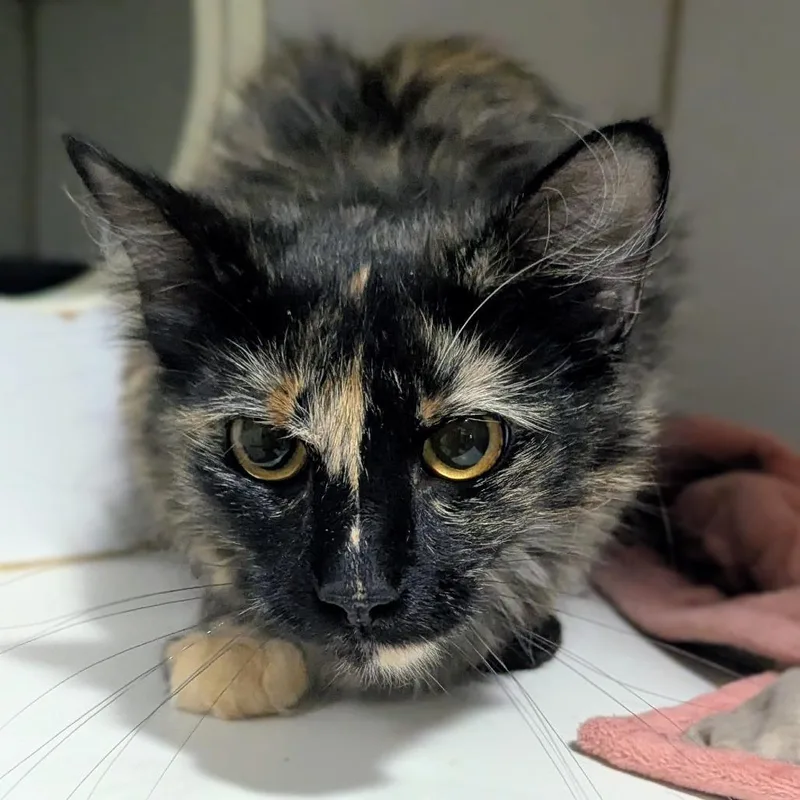 An adult medium-sized female Tortoiseshell Domestic Medium Hair cat named Ziggy for adoption in Brighton, MO