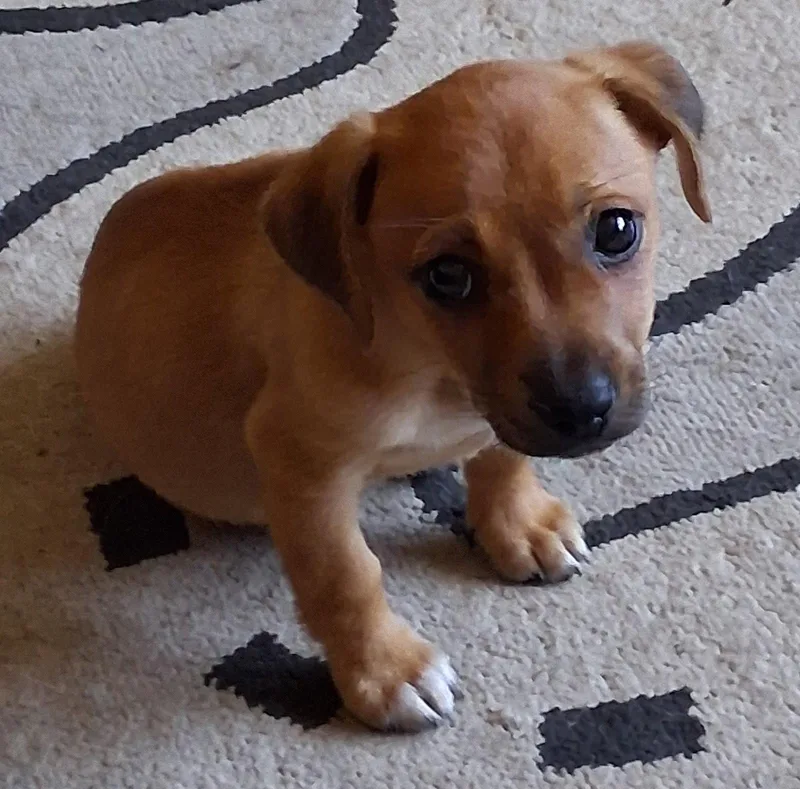A baby small-sized female Dachshund dog named Rory for adoption in Brooklyn Center, MN