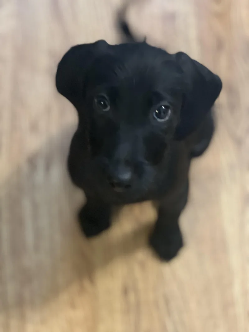 A baby medium-sized male Black Labrador Retriever dog named Pine Nut Brittle for adoption in Andover, MA