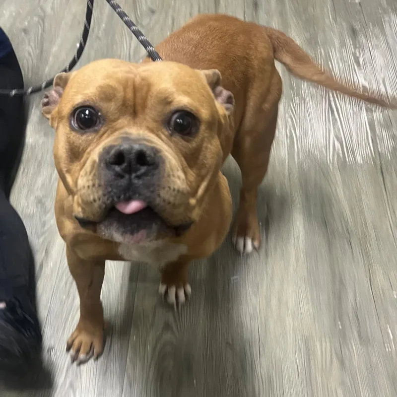 An adult medium-sized female Red / Chestnut / Orange Mixed Breed dog named Daisy for adoption in Summerville, SC