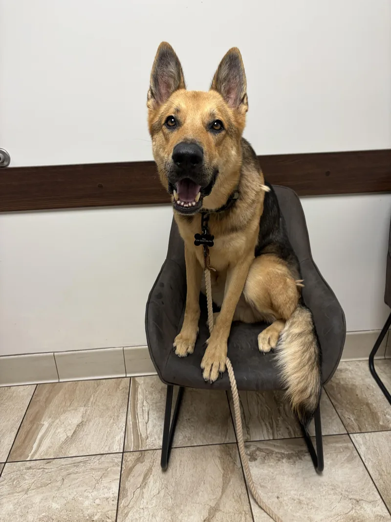 An adult large-sized male Bicolor German Shepherd Dog dog named Rex for adoption in Red Rock, TX