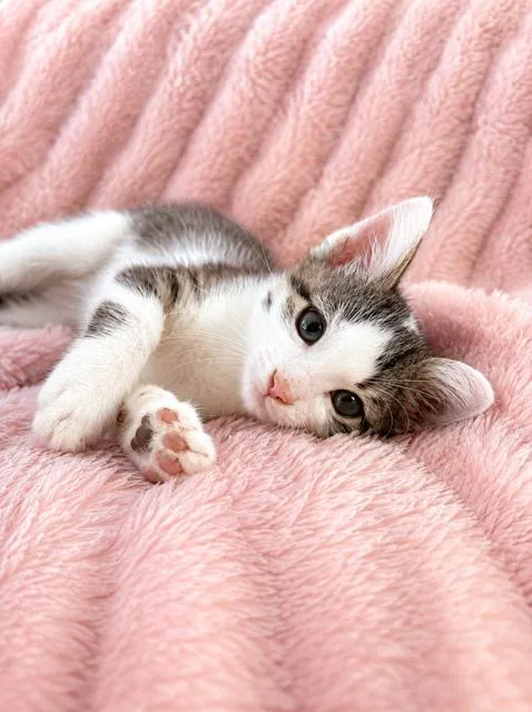 A baby medium-sized male Tabby (Buff / Tan / Fawn) American Shorthair cat named Wolverine for adoption in Houston, TX