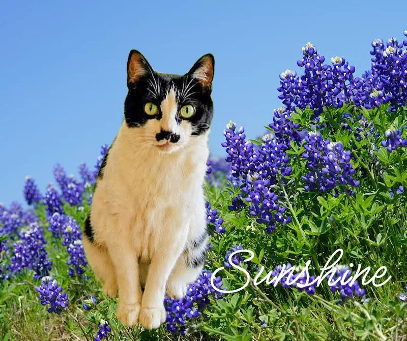 A senior large-sized female Black & White / Tuxedo Domestic Short Hair cat named Sunshine Safe for adoption in Culpeper, VA