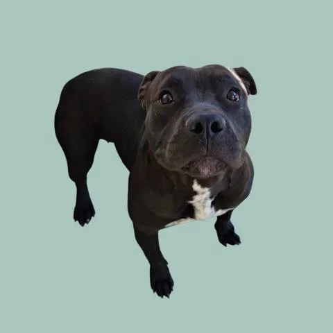 A young medium-sized female Pit Bull Terrier dog named Amy for adoption in Bakersfield, CA