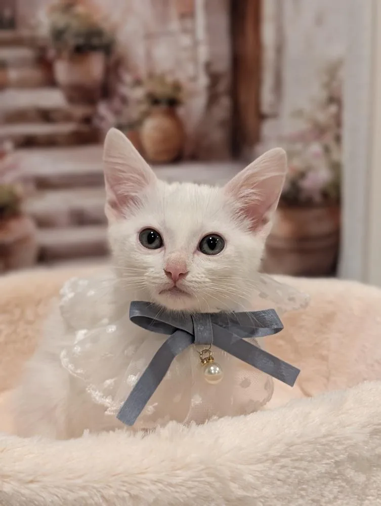 A baby small-sized male White Domestic Short Hair cat named Butter Cup for adoption in Fremont, CA