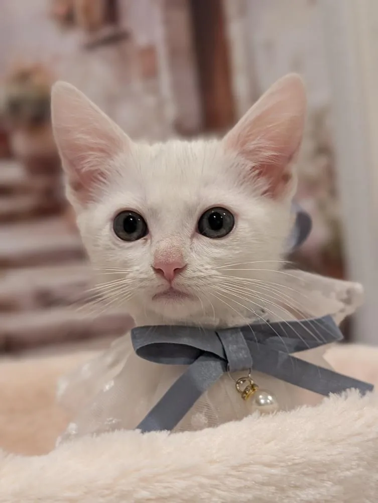 Butter Cup thumbnail 4