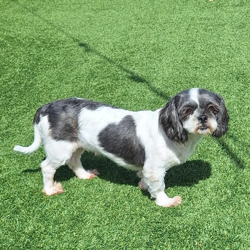 An adult small-sized female Shih Tzu dog named Candy corn for adoption in LOXAHATCHEE, FL