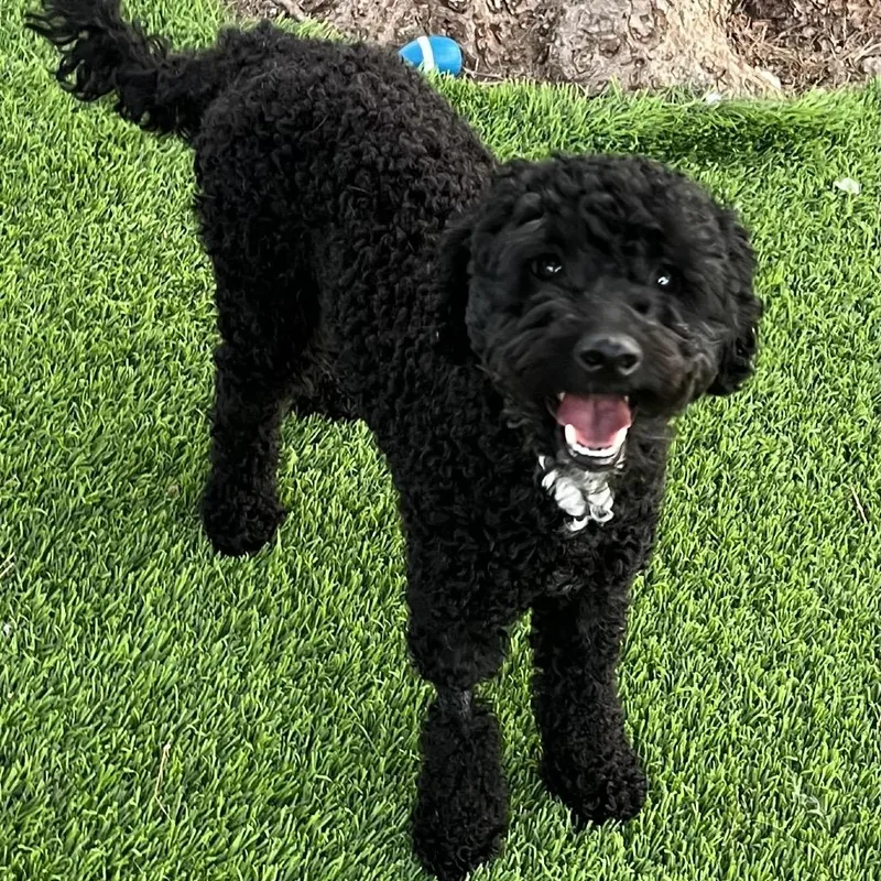 A young small-sized male Black Miniature Poodle dog named Socks for adoption in Las Vegas, NV