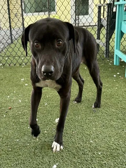 An adult large-sized male Labrador Retriever dog named Roger for adoption in Tavares, FL