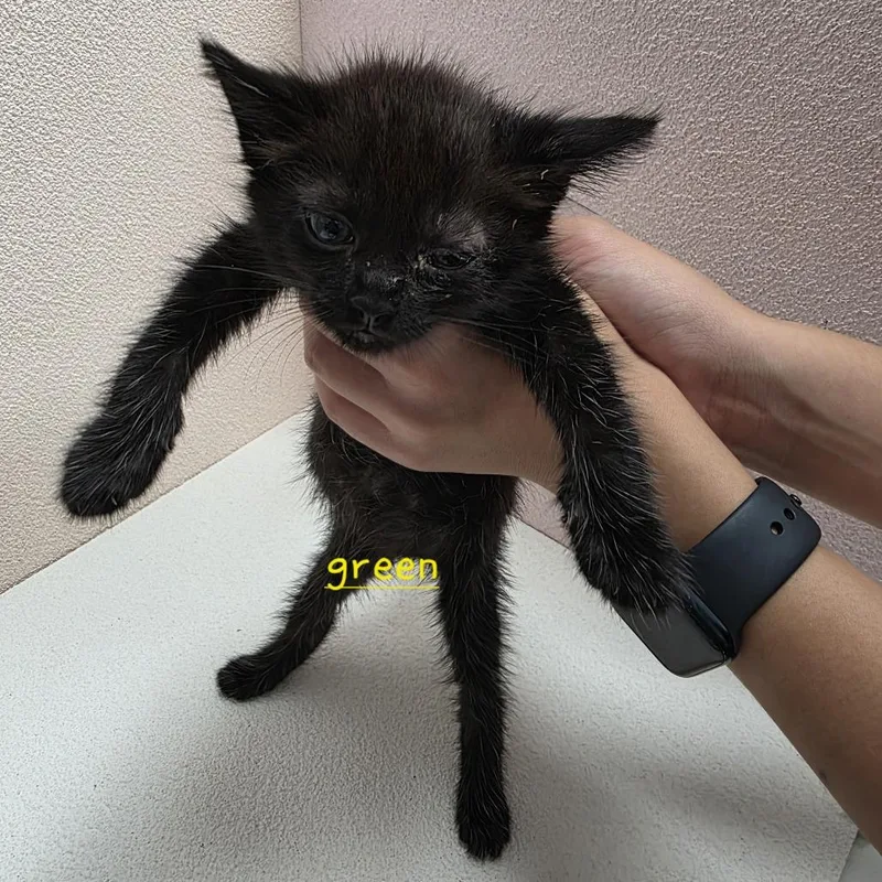 A baby small-sized female Black Domestic Short Hair cat named Flannel for adoption in Jupiter, FL
