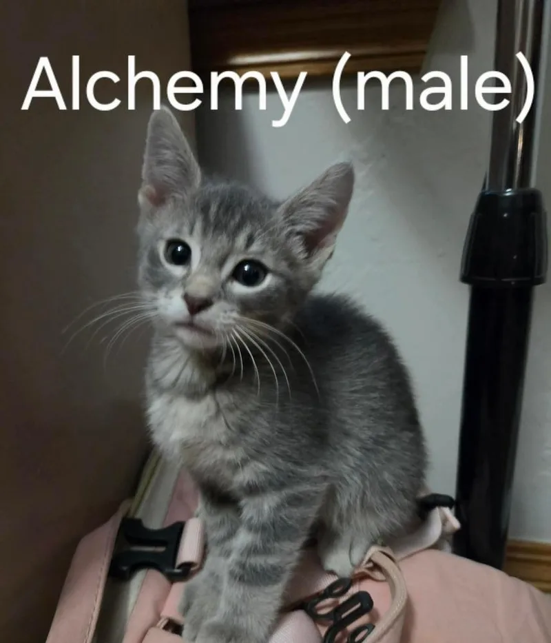 A baby small-sized male Gray / Blue / Silver Domestic Short Hair cat named Alchemy for adoption in Shawnee, OK