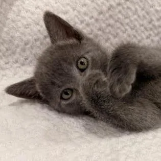 A baby small-sized female Gray / Blue / Silver Domestic Short Hair cat named Daisy for adoption in Auburn, AL