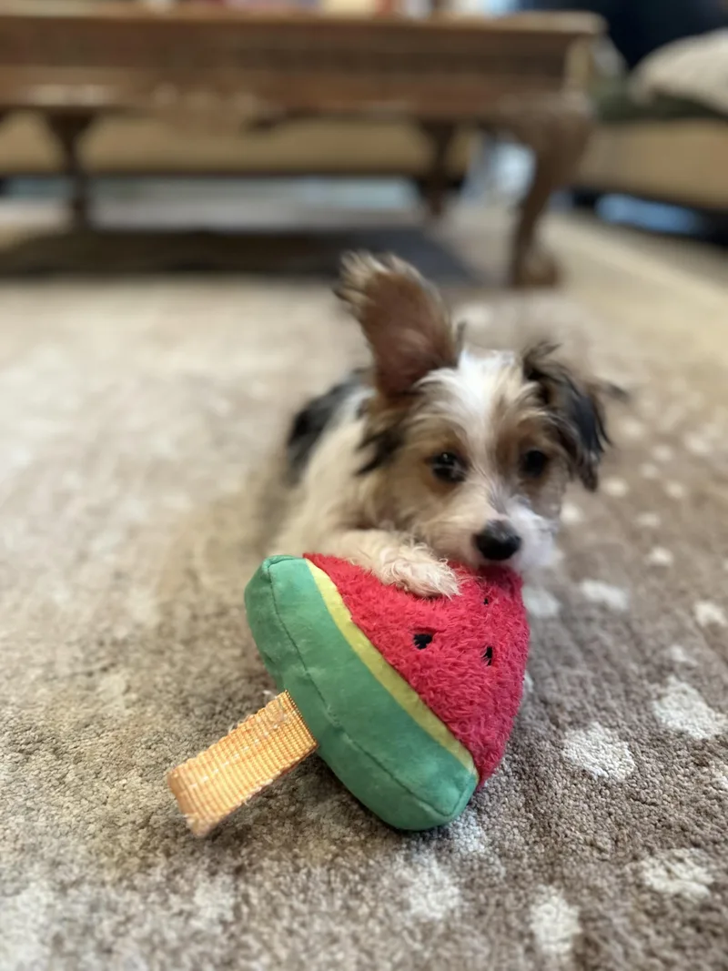 Meet Cassidy — Tiny