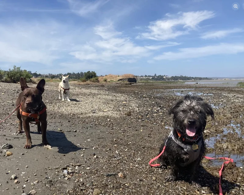 A young medium-sized male Black Terrier dog named Chancey for adoption in Emeryville, CA