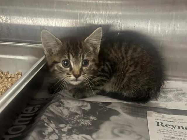 A baby small-sized male Domestic Short Hair cat named Pepino for adoption in Garland, TX