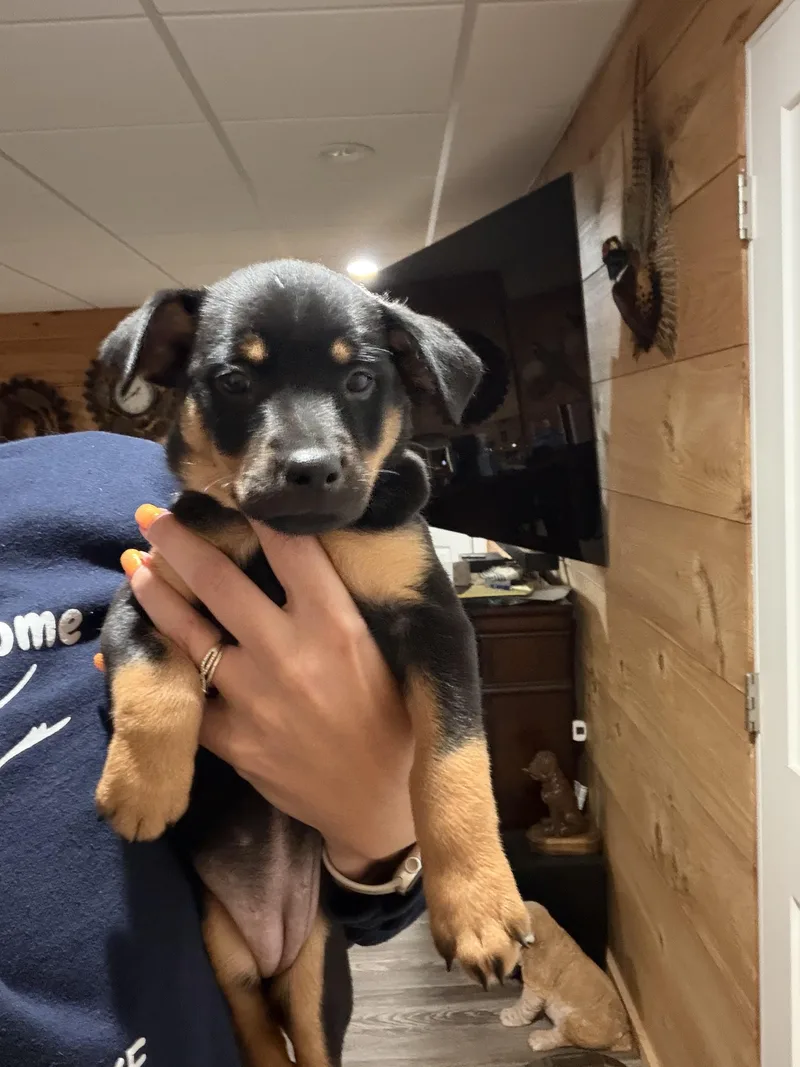 A baby small-sized female Australian Shepherd dog named Lady Capulet for adoption in Knoxville, TN