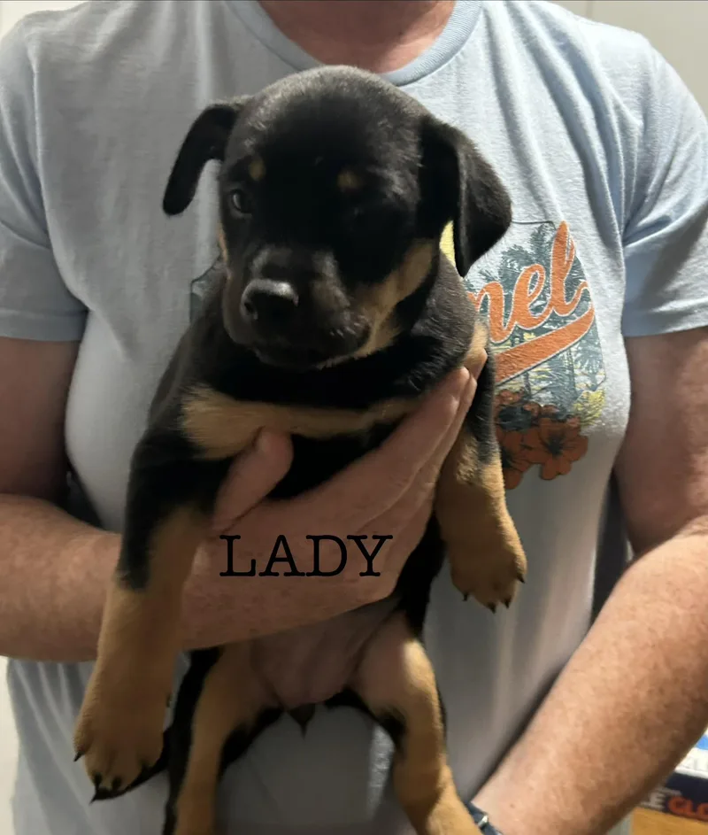 Lady Capulet thumbnail 4