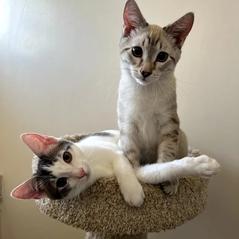 A young small-sized male Domestic Short Hair cat named Mango for adoption in Los Angeles, CA