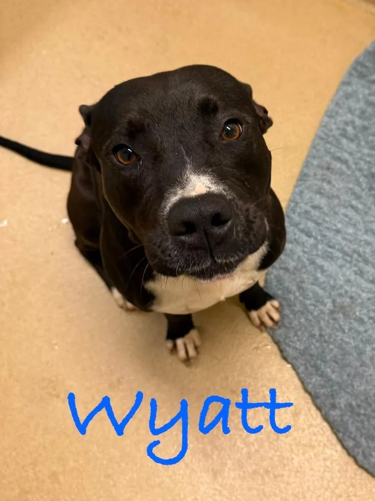 Wyatt