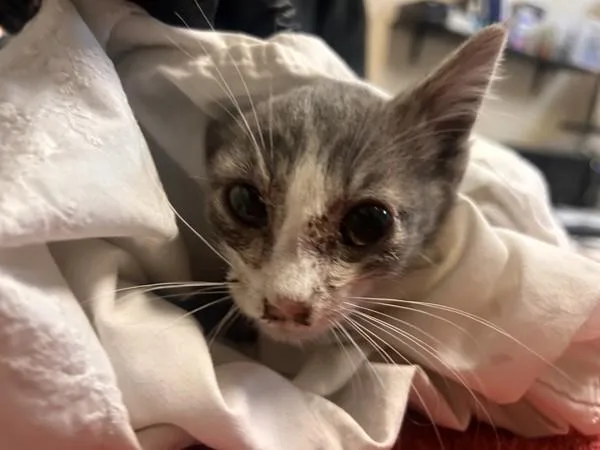 A baby small-sized male Domestic Short Hair cat named Staten Island for adoption in Oceanside, CA