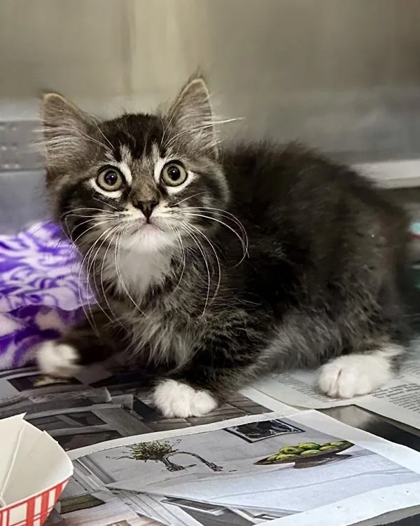 A baby small-sized male Domestic Medium Hair cat named Peekaboo for adoption in Novato, CA