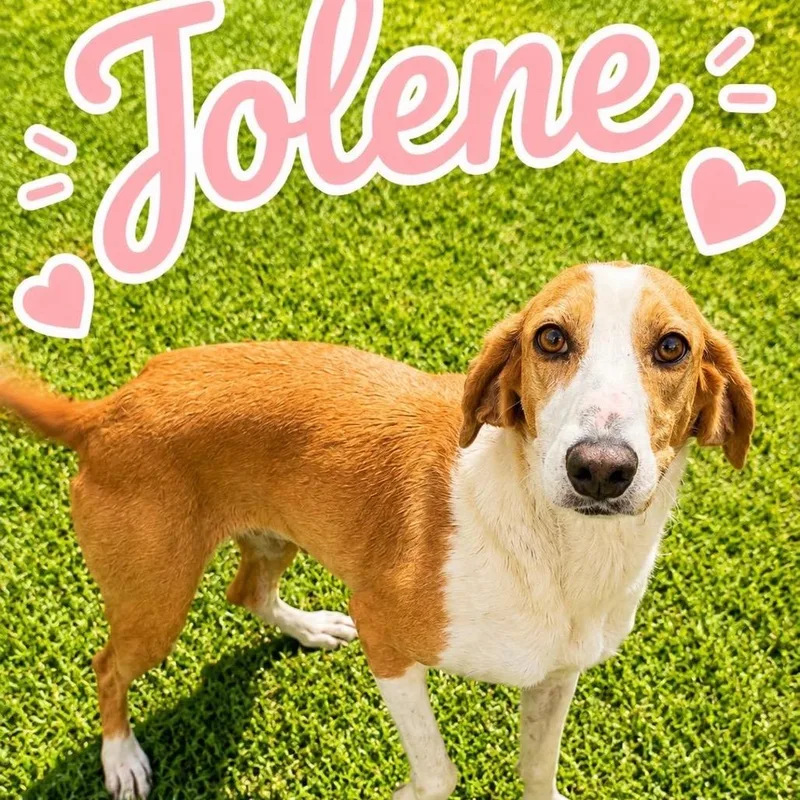 A senior medium-sized female Red / Chestnut / Orange American Foxhound dog named Jolene for adoption in Baton Rouge, LA
