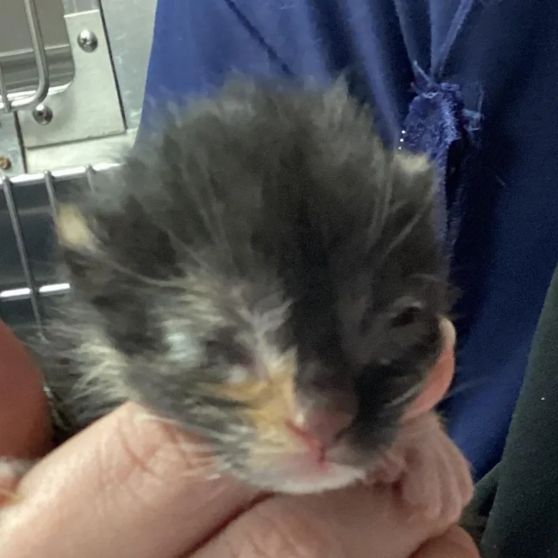 A baby small-sized female Black Domestic Short Hair cat named Quartz for adoption in Greenville, SC