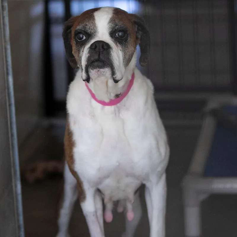 A senior large-sized female Black Boxer dog named Lil Ruby for adoption in Peyton, CO