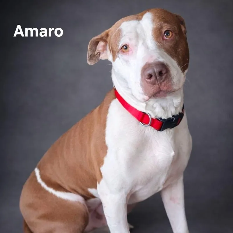 A young medium-sized male Red / Chestnut / Orange Pit Bull Terrier dog named Amaro for adoption in Brentwood, TN