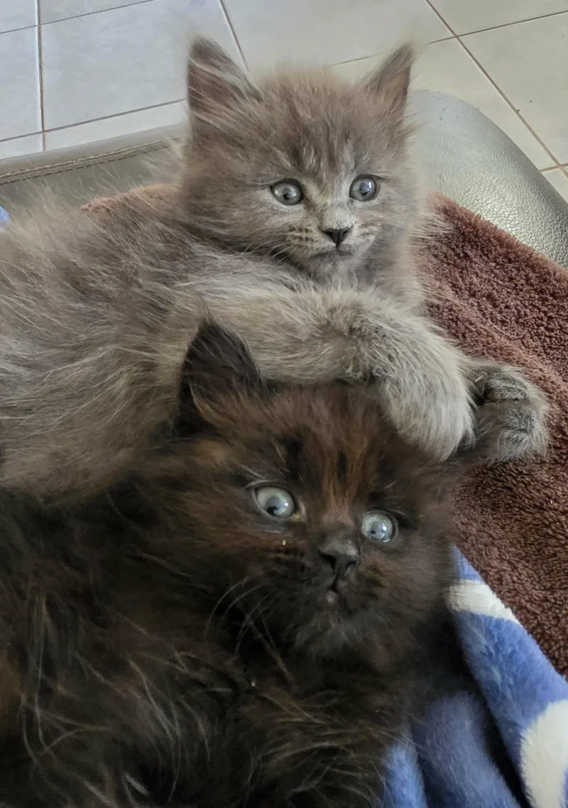 A baby medium-sized female Domestic Long Hair cat named Jack  Janet & for adoption in Ormond beach, FL
