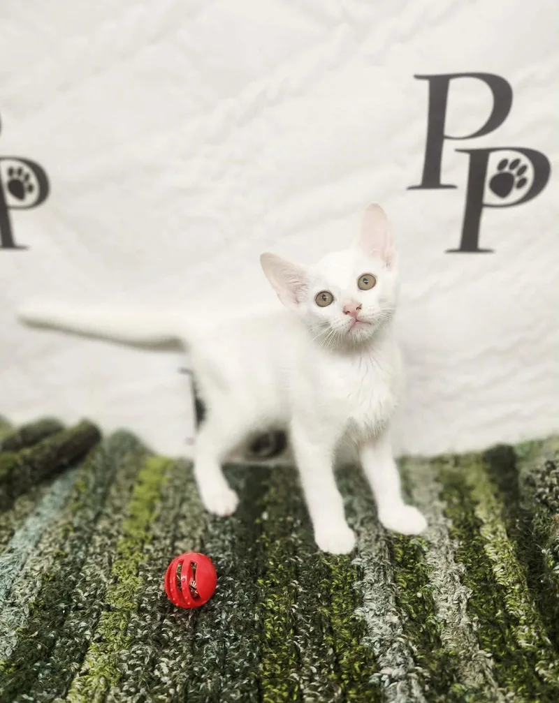 A baby medium-sized male White Domestic Short Hair cat named Happy for adoption in Social Circle, GA