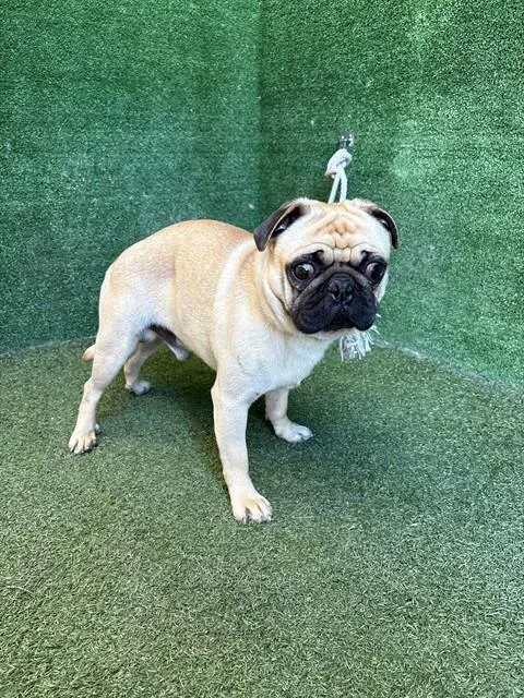 A young medium-sized male Pug dog named Trabes for adoption in Lancaster, CA