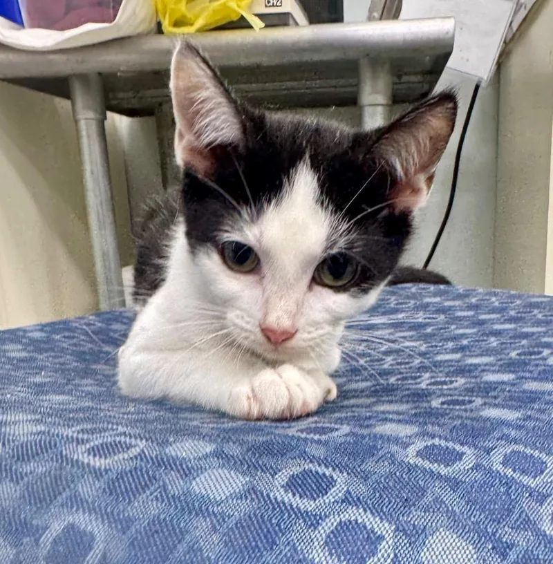 A baby medium-sized male Domestic Short Hair cat named Marshall for adoption in Danielsville, GA