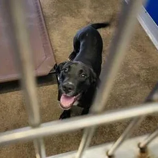 A baby large-sized female Black Mixed Breed dog named Fancy for adoption in Fernandina Beach, FL