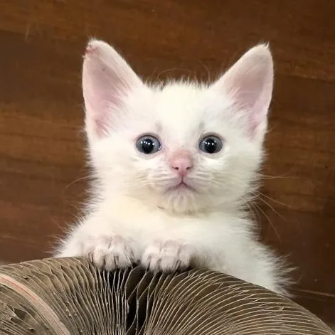 A baby small-sized male Buff & White Domestic Short Hair cat named Mater Purcell for adoption in Morrison, CO