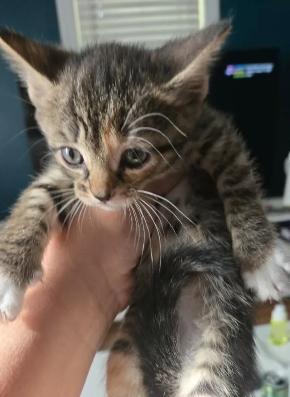 A baby small-sized female Domestic Short Hair cat named Sabrina for adoption in Hartsville, SC