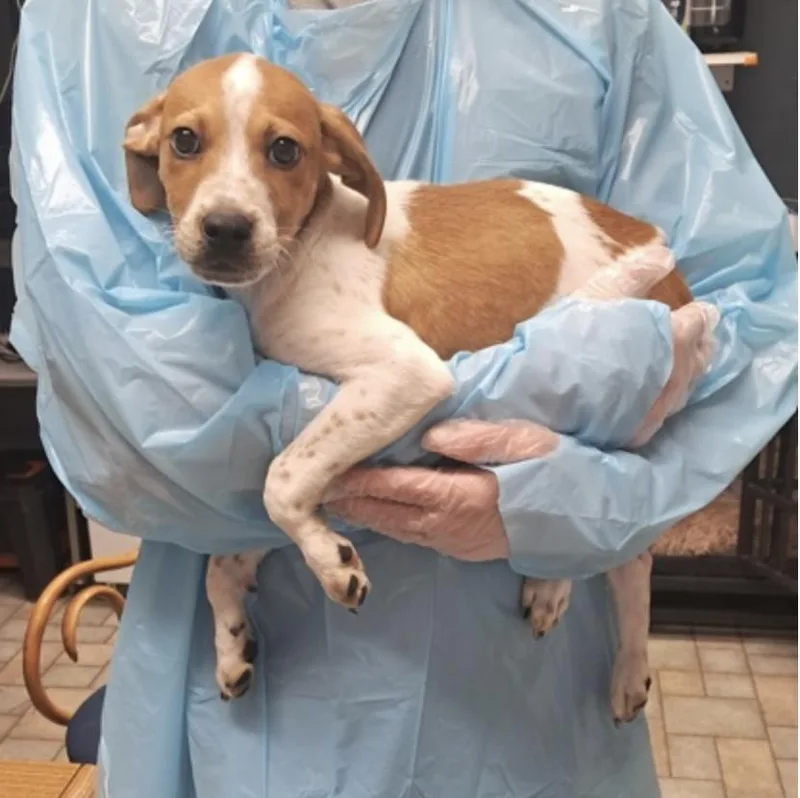 A baby medium-sized male Cattle Dog dog named Benny for adoption in Hollister, MO