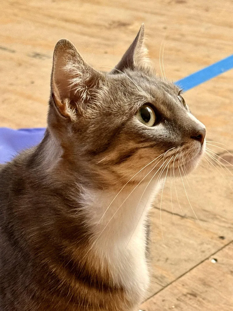 An adult medium-sized male Gray & White Domestic Short Hair cat named Brooks for adoption in San Jose, CA