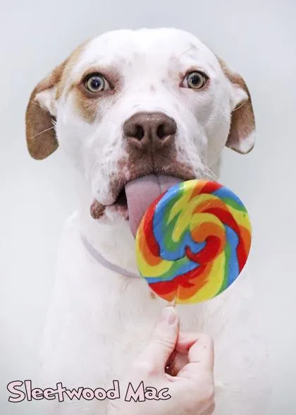 Sleetwood Mac thumbnail 2