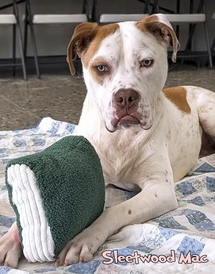 Sleetwood Mac thumbnail 4