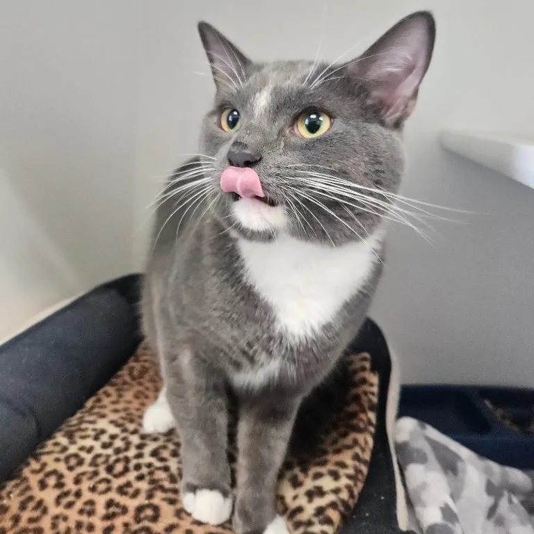 A young medium-sized male Gray & White Domestic Short Hair cat named Zen for adoption in Fall River, MA