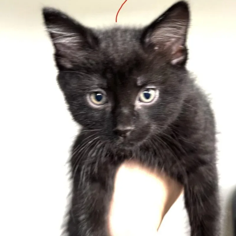 A baby small-sized male Domestic Short Hair cat named Scarecrow for adoption in Minneapolis, MN