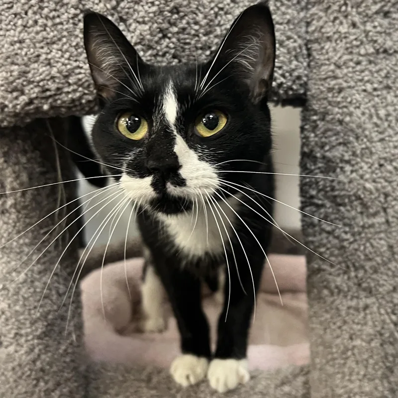 An adult medium-sized female Domestic Short Hair cat named Bumble for adoption in Palmetto, FL