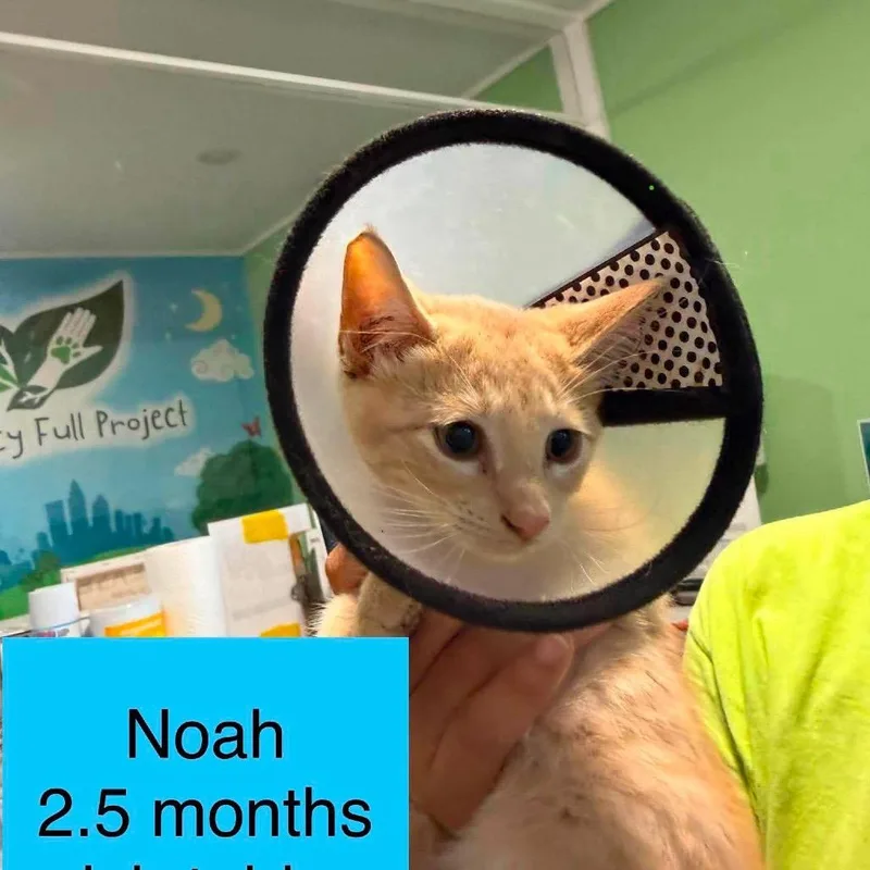 Noah