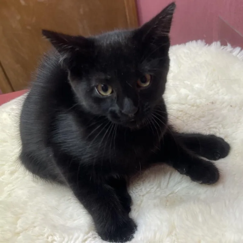 A baby small-sized female Black Domestic Short Hair cat named Samantha for adoption in Shawnee, KS