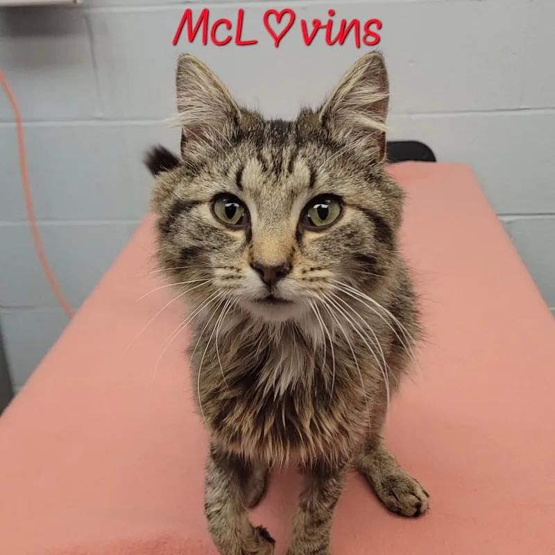 Mclovins