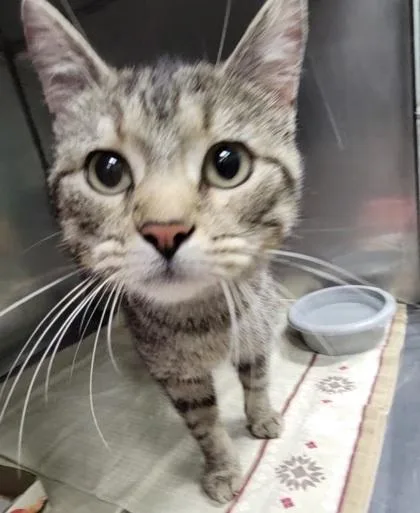 An adult medium-sized female Black Domestic Short Hair cat named Rose for adoption in Bedford, IN