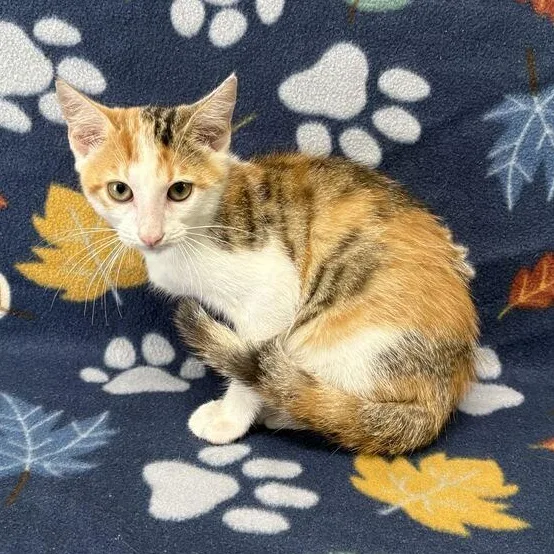A baby medium-sized female Torbie Domestic Short Hair cat named Lara for adoption in Valdosta, GA